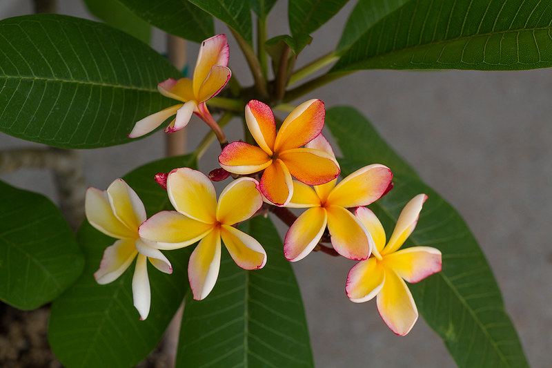 Product: Plumeria (Frangipani)
